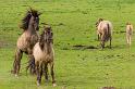 05 Oostvaardersplassen, konikpaarden